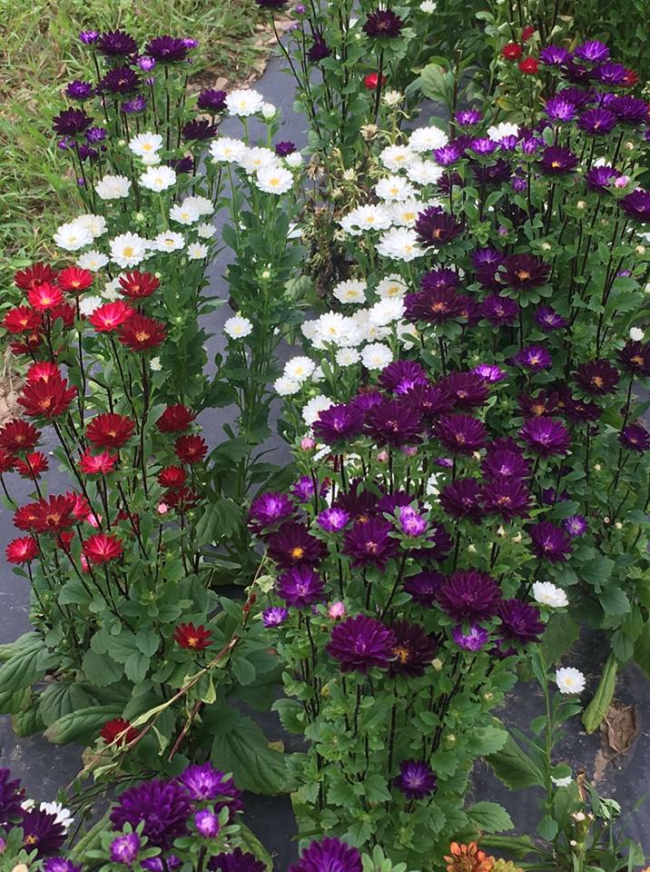 Mid-August Blooms